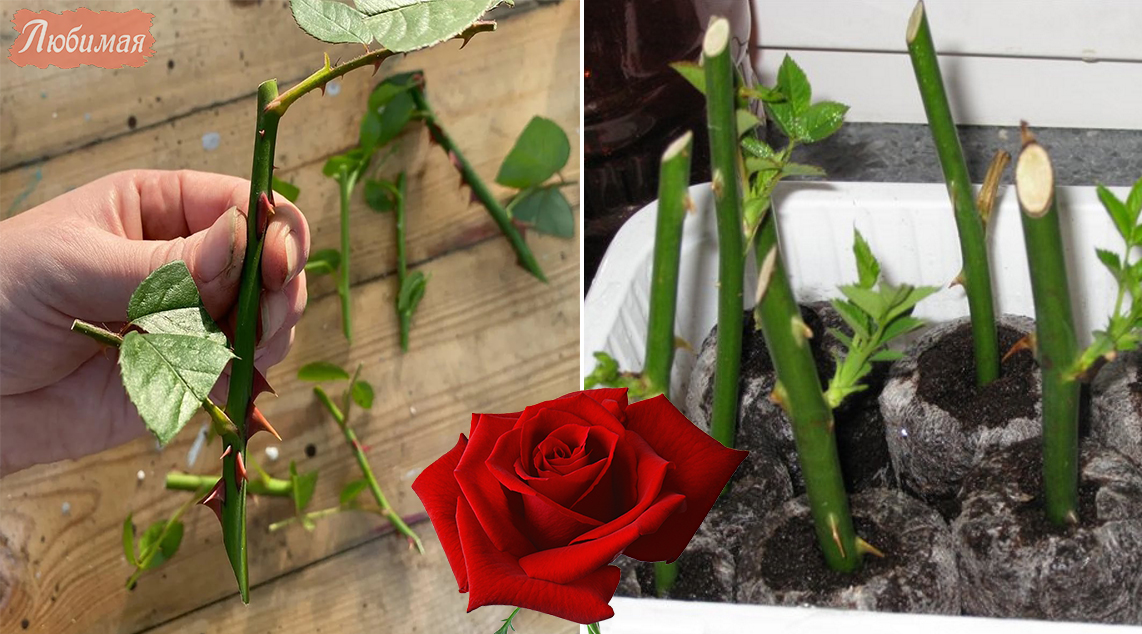 Выращивать розы. Выращивание розы из бутона домашних условиях. Из бутона розы вырастить розу в домашних.