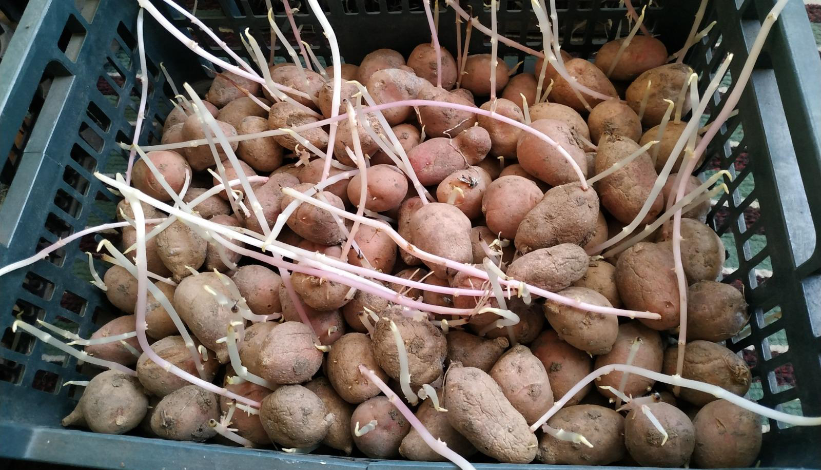 Обработка картофеля перед проращиванием