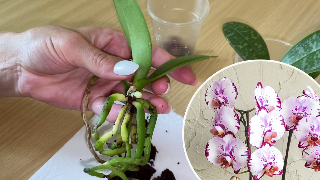 Как понять что нужно пересадить орхидею