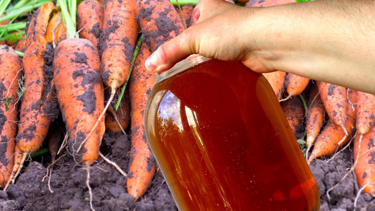 Поливали вкусная. Удобрение для моркови. Полив моркови. Марганцовка для морковки. Морковь в августе.