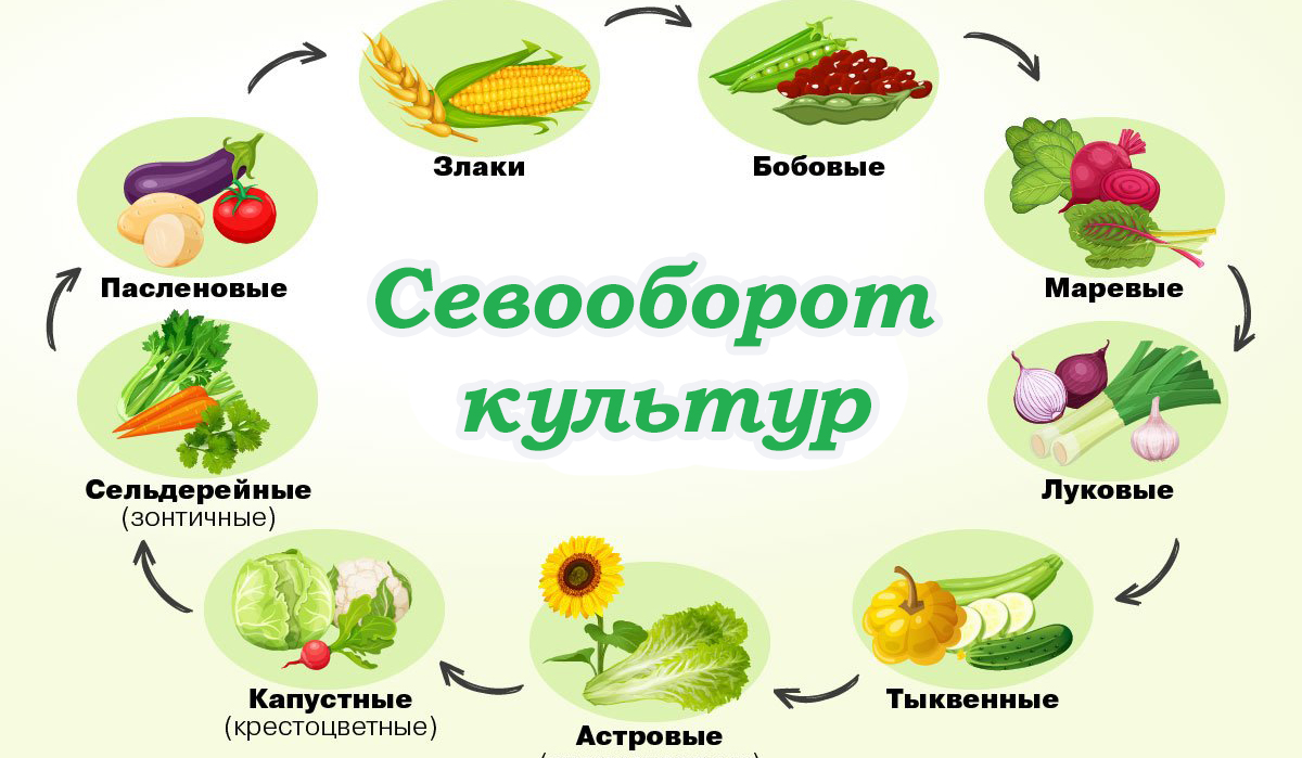 Севооборот зерновые