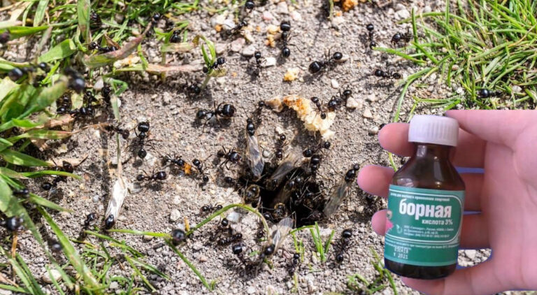 Быстрый способ избавиться от муравьев на огороде. Дачникам на заметку