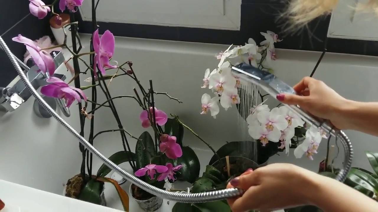 Круглогодичное цветение орхидеи