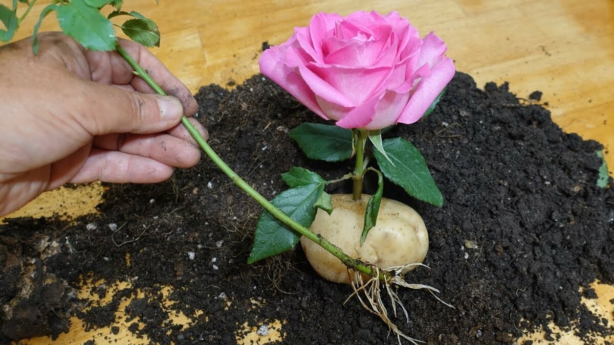 Как размножить розу из букета в домашних условиях фото пошагово