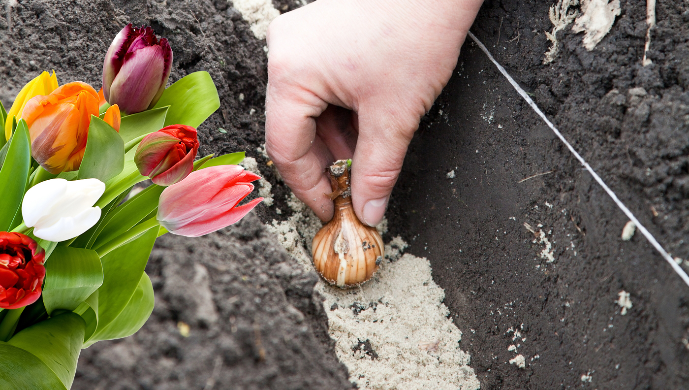 Как дома сохранить тюльпаны