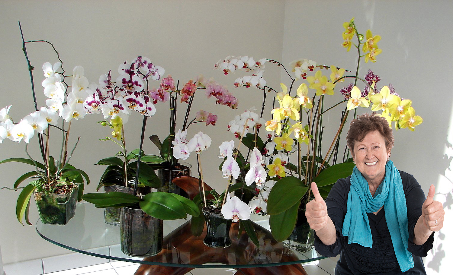 Цветение орхидеи в дуге