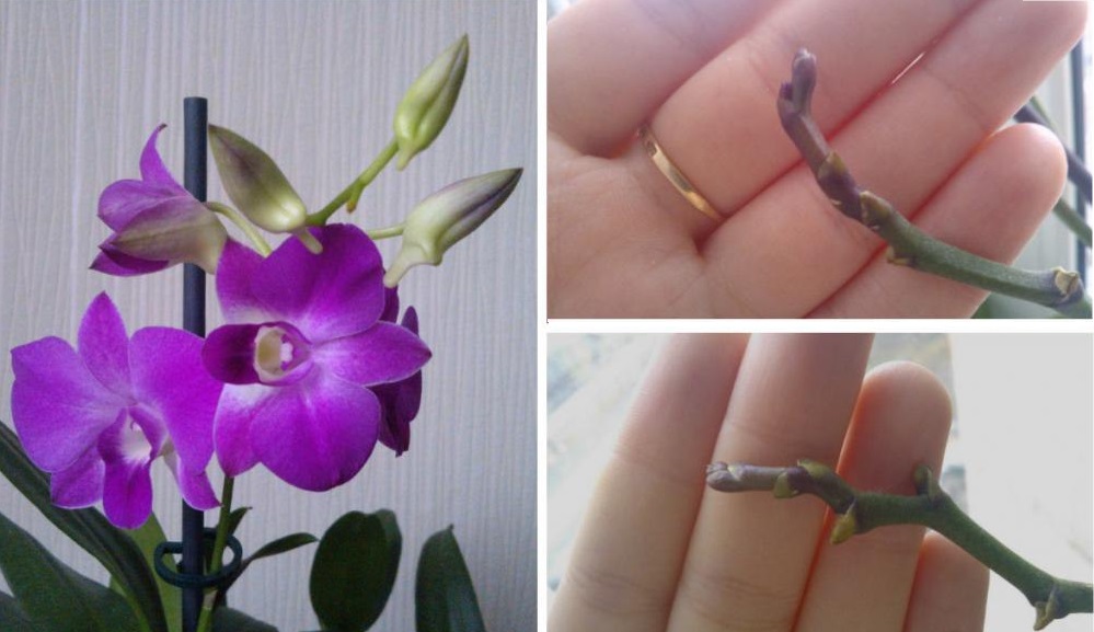 Процесс обрезки цветоноса у орхидеи
