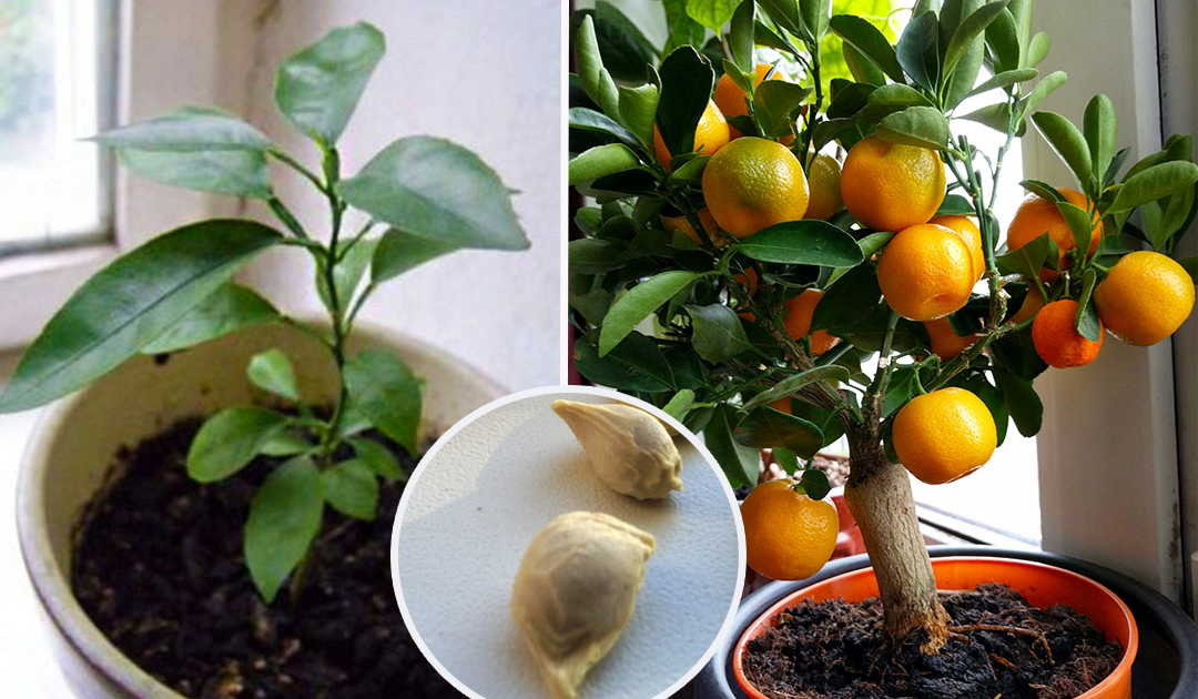 Как прорастает мандарин из косточки фото