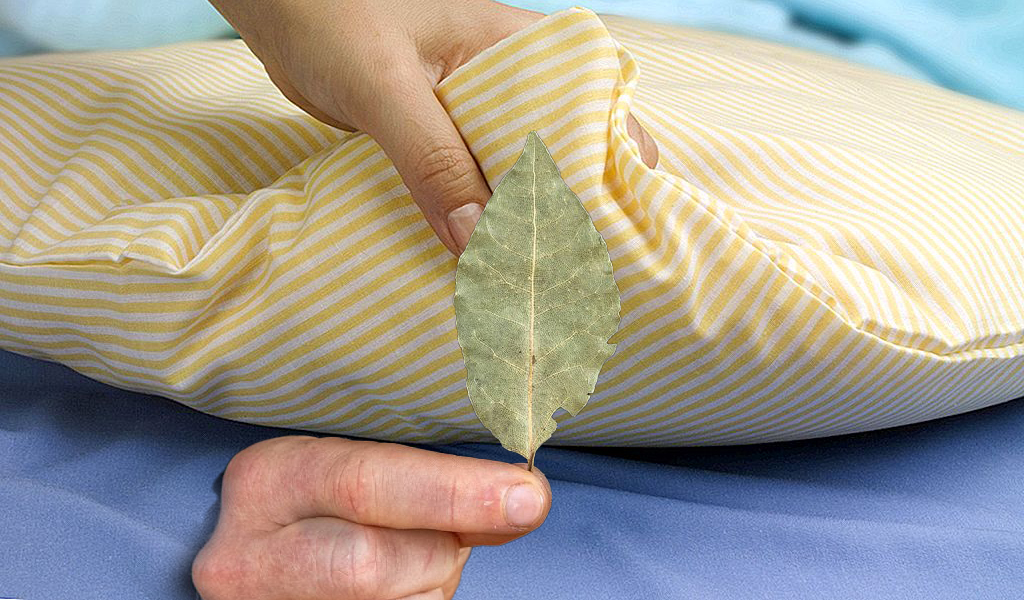 Зачем кладут лавровый лист под подушку и какую пользу это приносит
