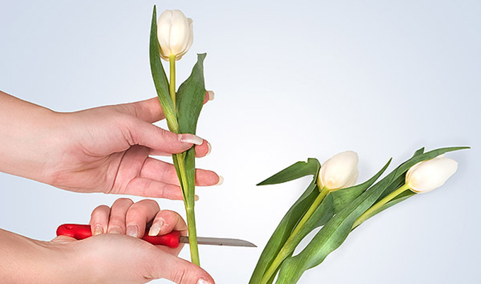 Розы можно ставить с тюльпанами. Спиральная сборка букета тюльпаны. Куда ставить тюльпаны. Как поставить тюльпаны в воду. Как обрезать тюльпаны чтобы поставить в вазу.