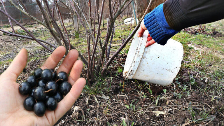 Подкормка черной смородины в начале весны: как правильно это делать и ...