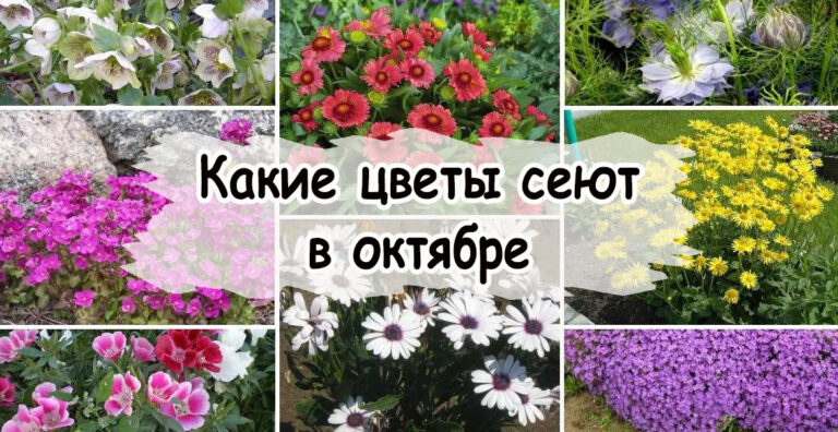 Зацветут сразу после снега: какие цветы посадить в октябре, чтобы ...