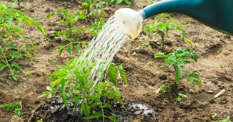 Холодной или теплой: какой водой нужно поливать помидоры для хорошего роста